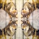 057 Tiere Herbst - 3-lagig - Nouveau